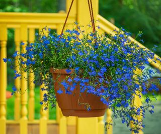 blue lobelia growing in hanging basket near yellow veranda