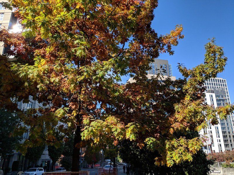 Google Pixel 2 photo sample