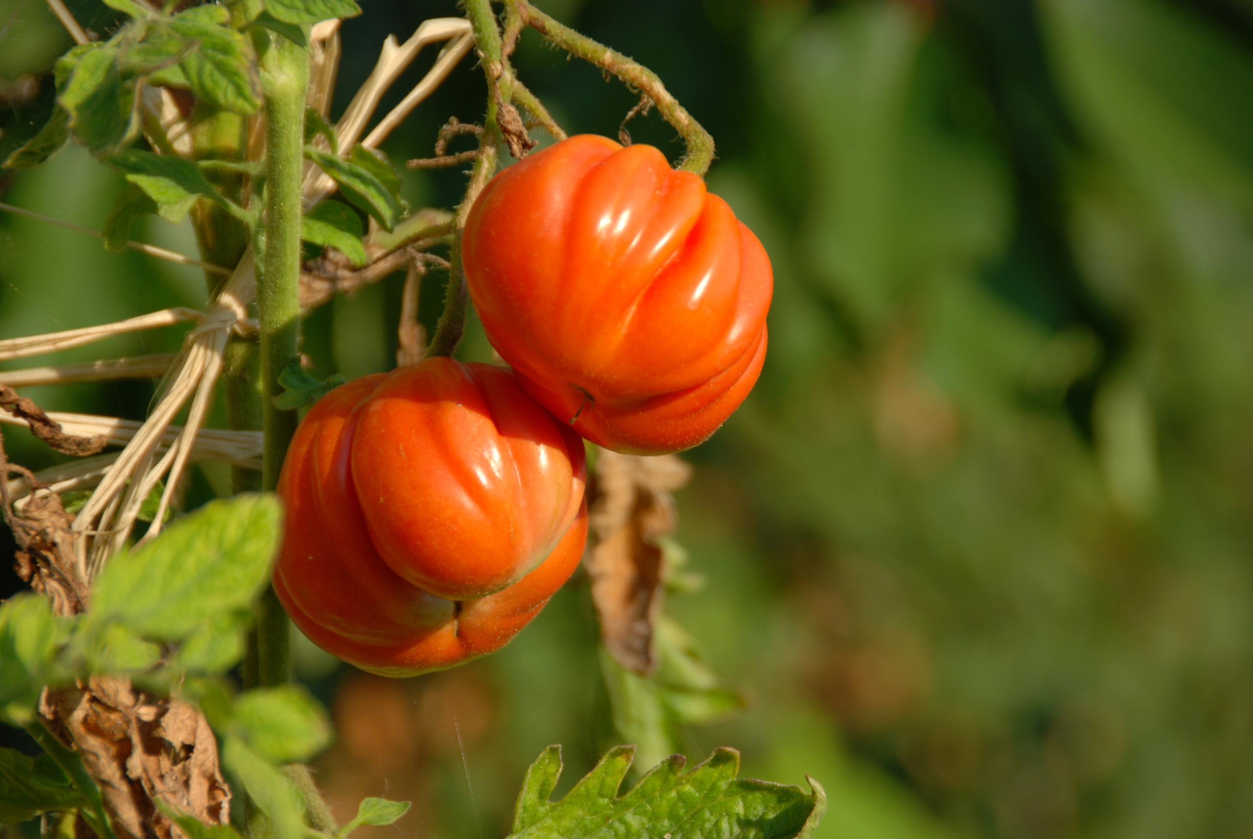 Italian beefsteak &amp;lsquo;Costoluto Fiorentino&amp;rsquo; tomato