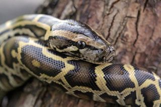 Python Facts  Live Science