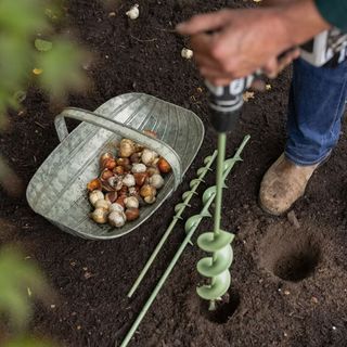 Bulb Planting Auger being used to drill holes in the soil