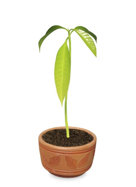 Potted Mango Tree