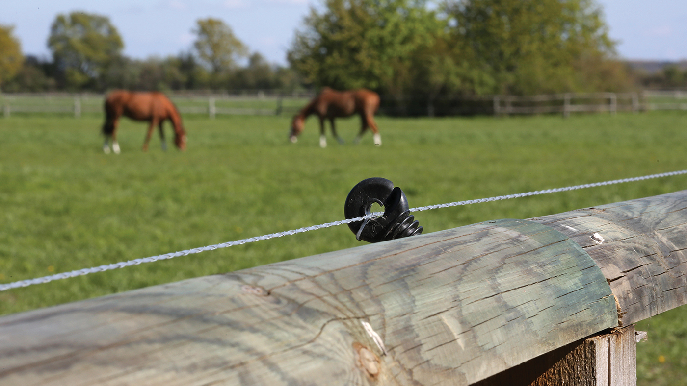 P6MM48 Gestuet Graditz, electric fence secured coupling fence