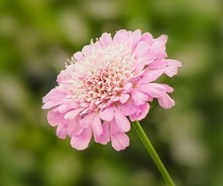 butterfly garden Scabiosa Kudo Pink (‘Ichpin’) in full bloom in summer