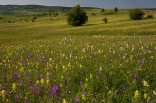 wild flowers bob gibbons