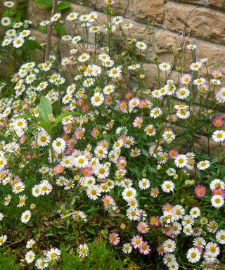 pink and white flowers of Mexican fleabane growing in front of a stone wall