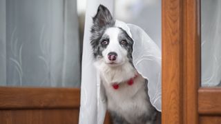 Border Collie at door looking outside