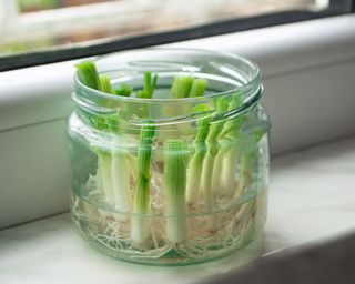 Growing green onions scallions from scraps by propagating in water in a jar on a window sill