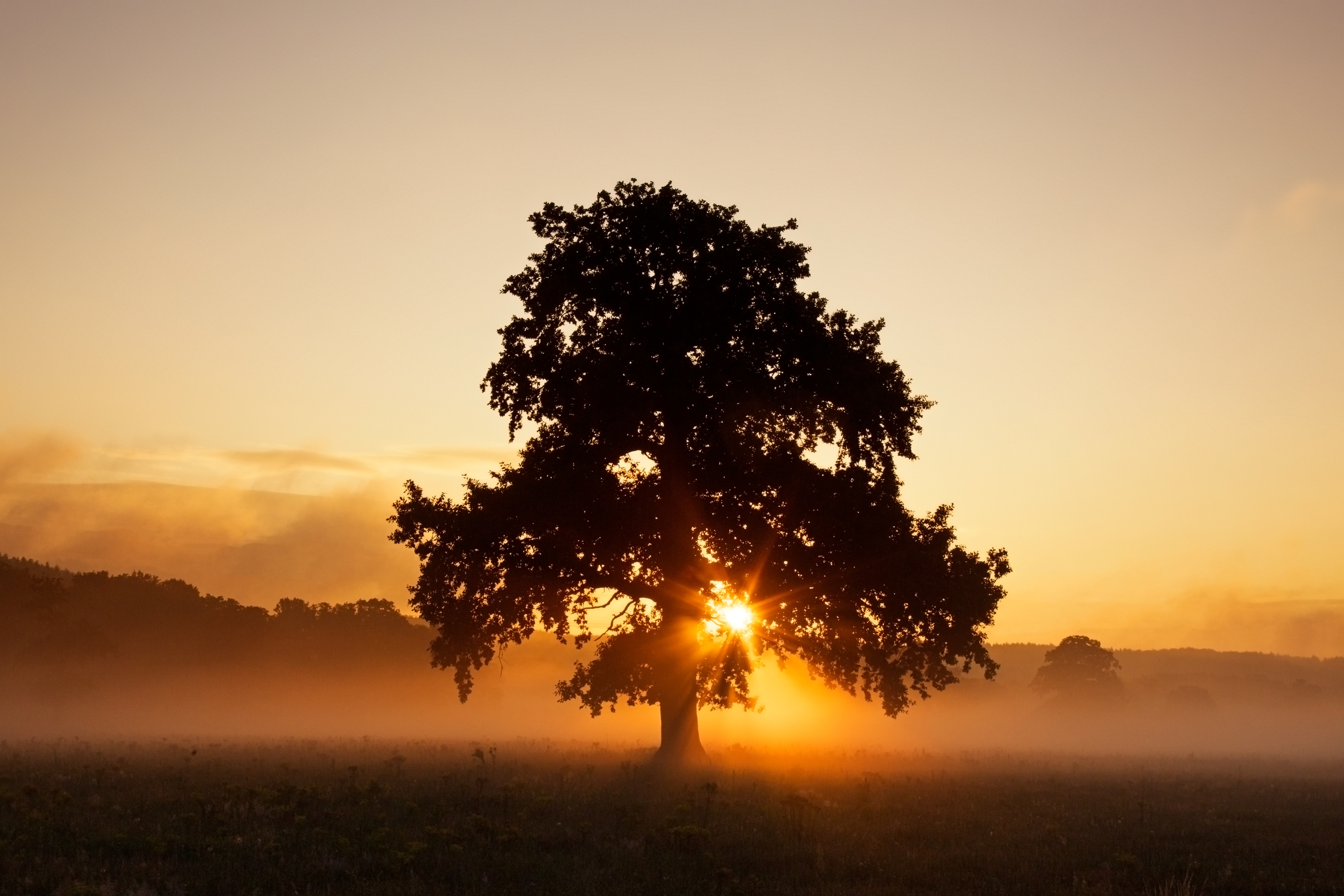 Sun shining through foliage of common oak
