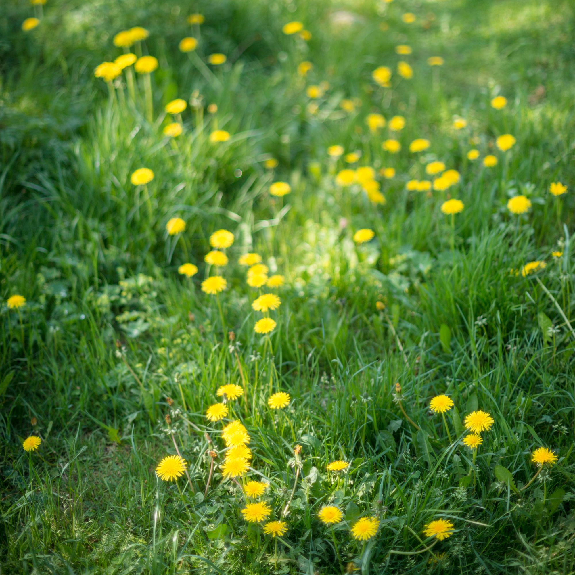 Dandelions growing in lawn in garden