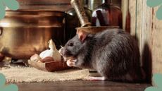 rats next to kitchen utensils and food to support an expert guide on how to deter rats from your home