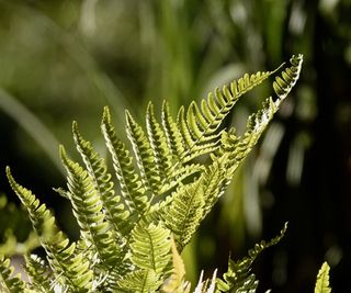 Autumn fern with green fronds in a sunny garden in summer