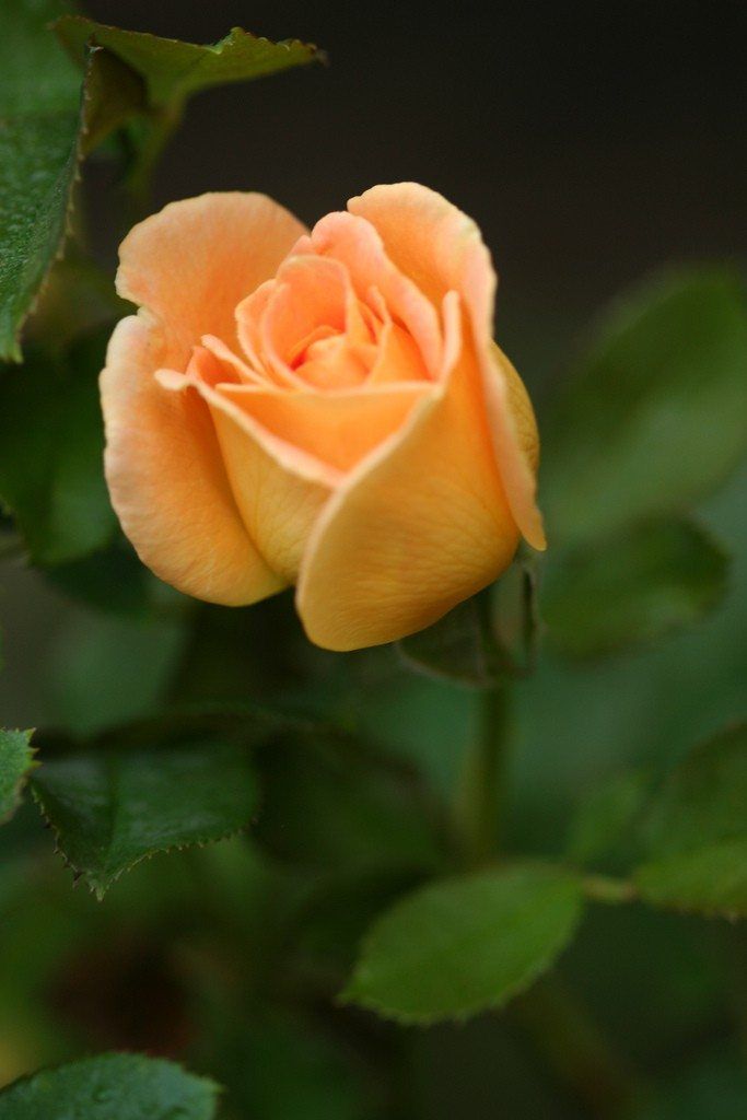 Orange Rose