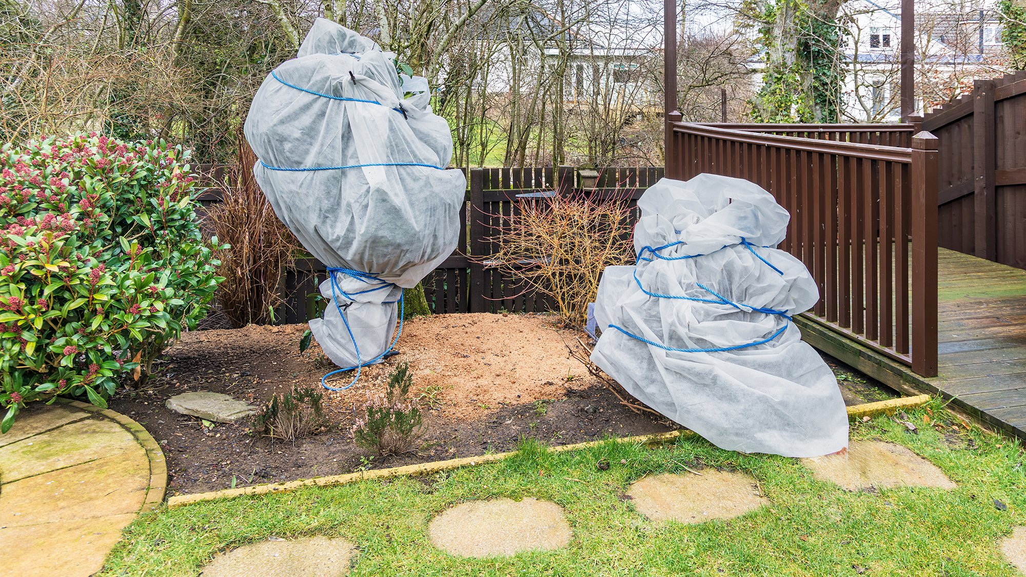 Plants covered with horticultural fleece
