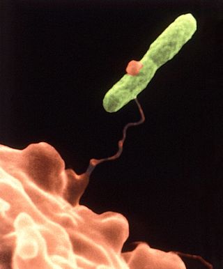 An amoeba grabs a bacterium.