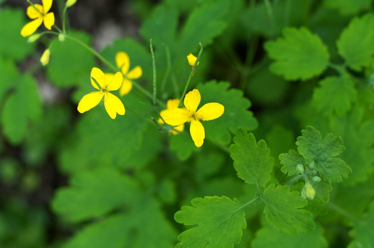 Greater Celandine Plant