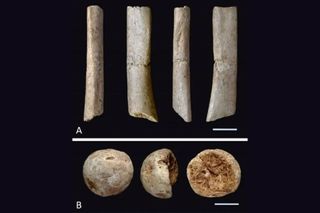 Photos of the Japanese fossils from different angles