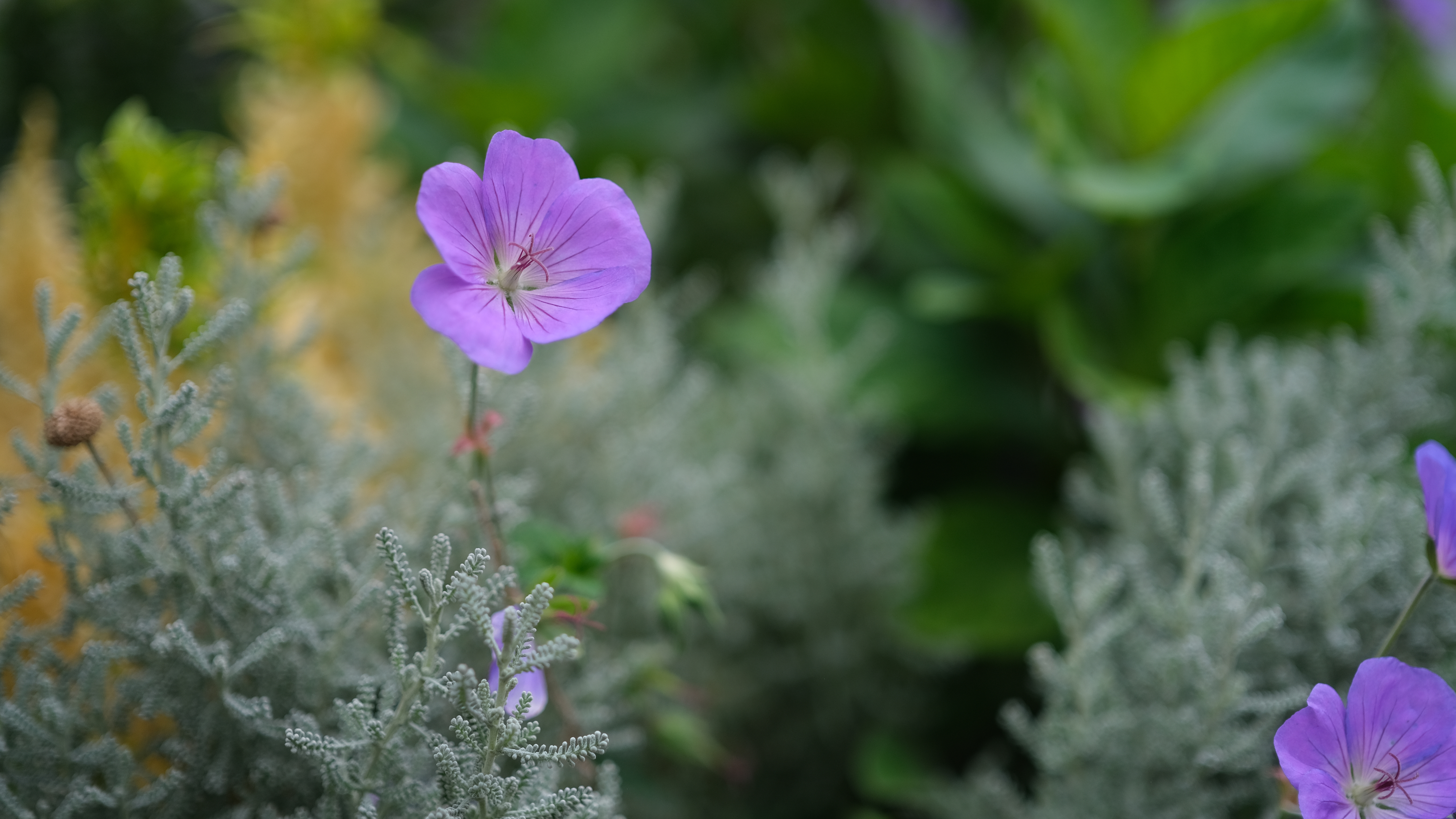 A purple flower in London's Trafalgar Square shot with the Fujifilm XF33mm f/1.4 lens