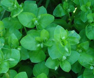 chickweed leaves growing in wild