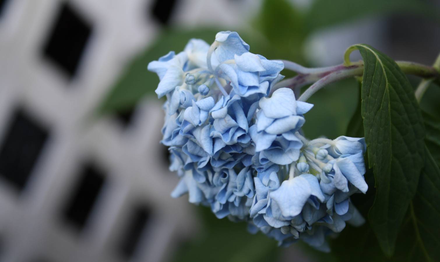 Drooping hydrangeas 