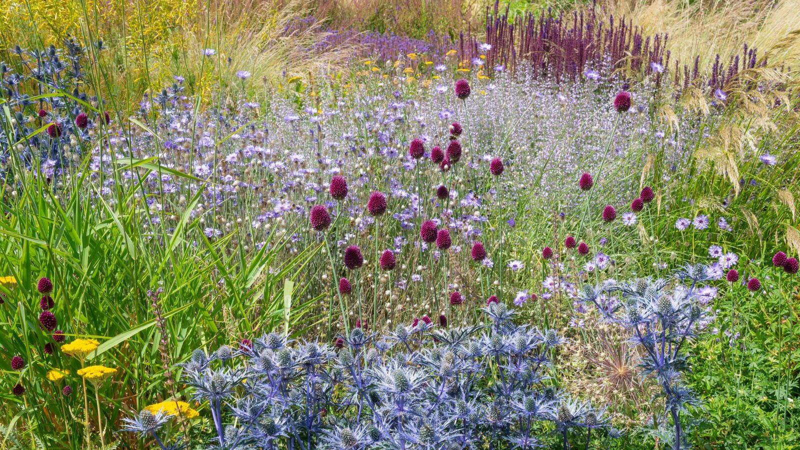 Mixed planting in a sunny border in an English garden. Includes Catananche, Eryngium and ornamental grasses.