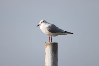Seagull perched on a pole squinting into the sun