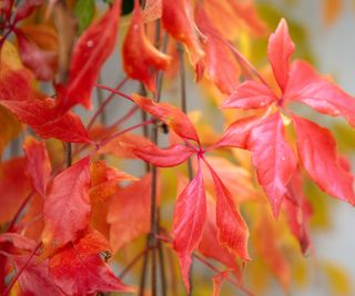 Virginia creeper foliage in the fall