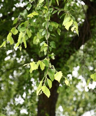 close up of a river birch (betula nigra) tree