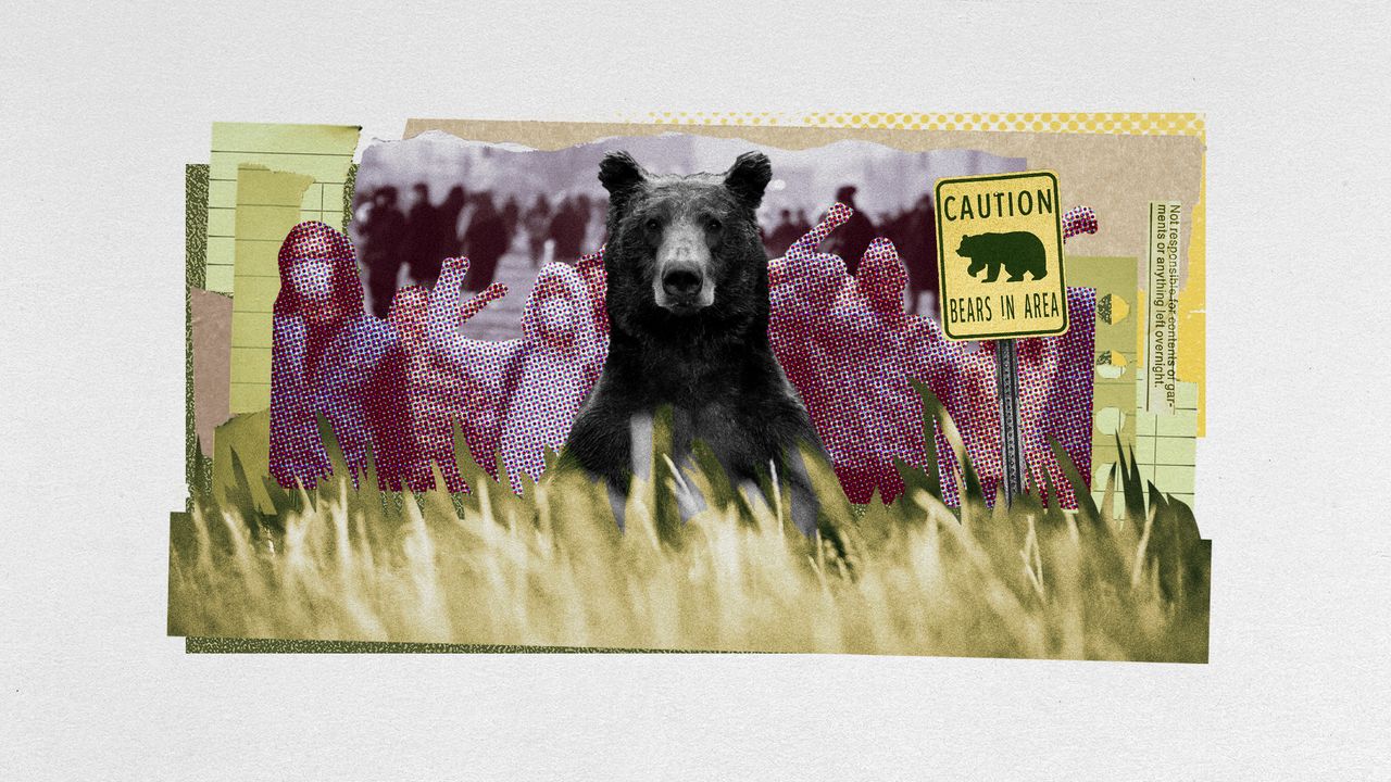 Photo collage of a bear looking at the camera from behind tall grass. Behind it, there it a collage of crowds of people, and a &quot;caution - bears in the area&quot; sign.