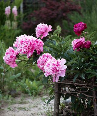 Pink peonies supported with natural canes