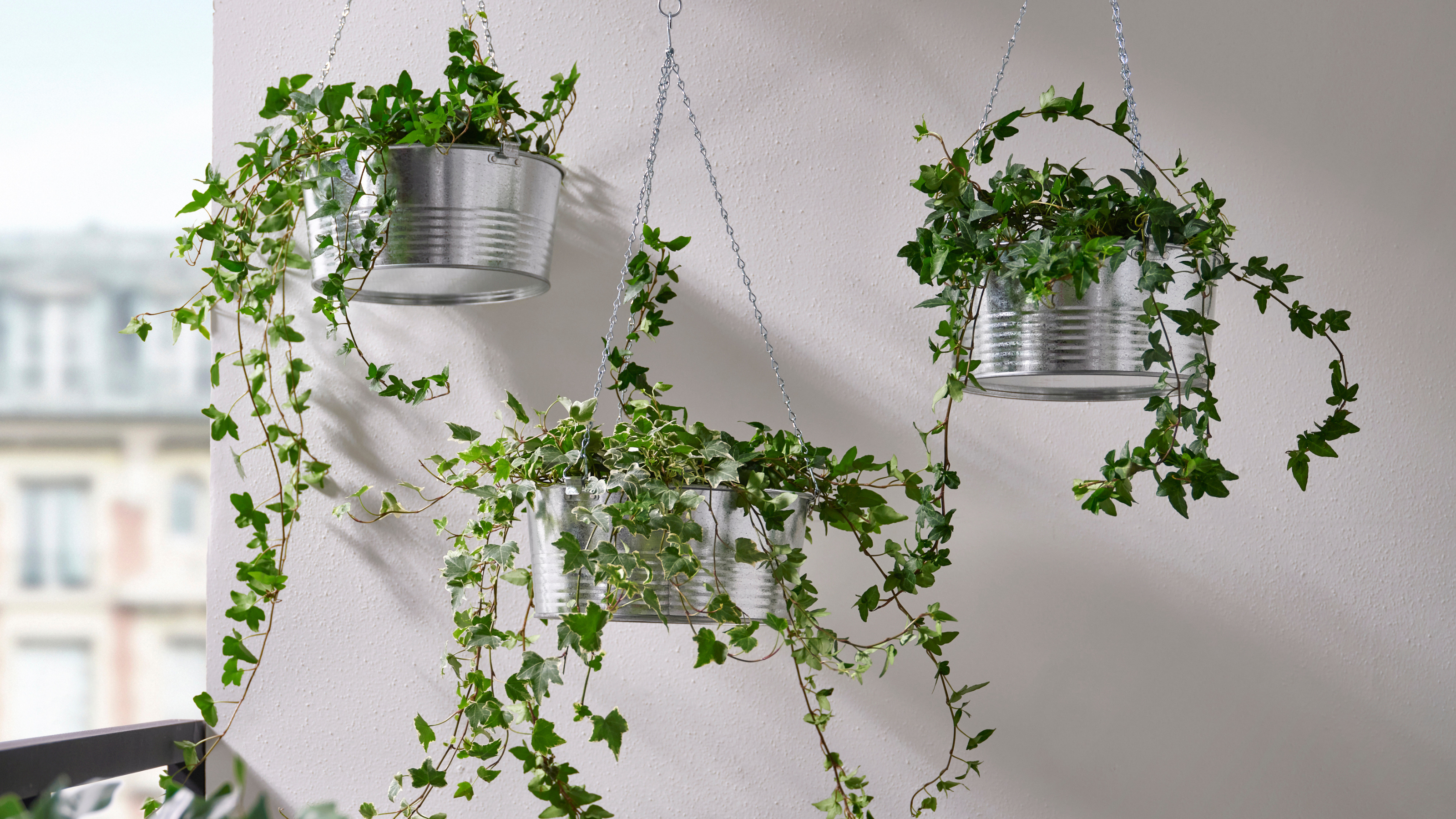 Three IKEA steel hanging planters containing ivy against a white balcony wall.
