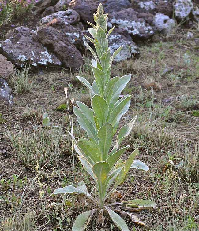 Common Mullein Stunning Photos of the 'Flannel Leaf' Plant Live Science