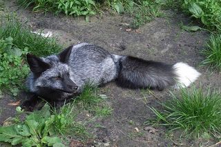 A wild silver fox.