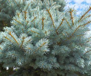 Colorado spruce showing silver spines on sunny day