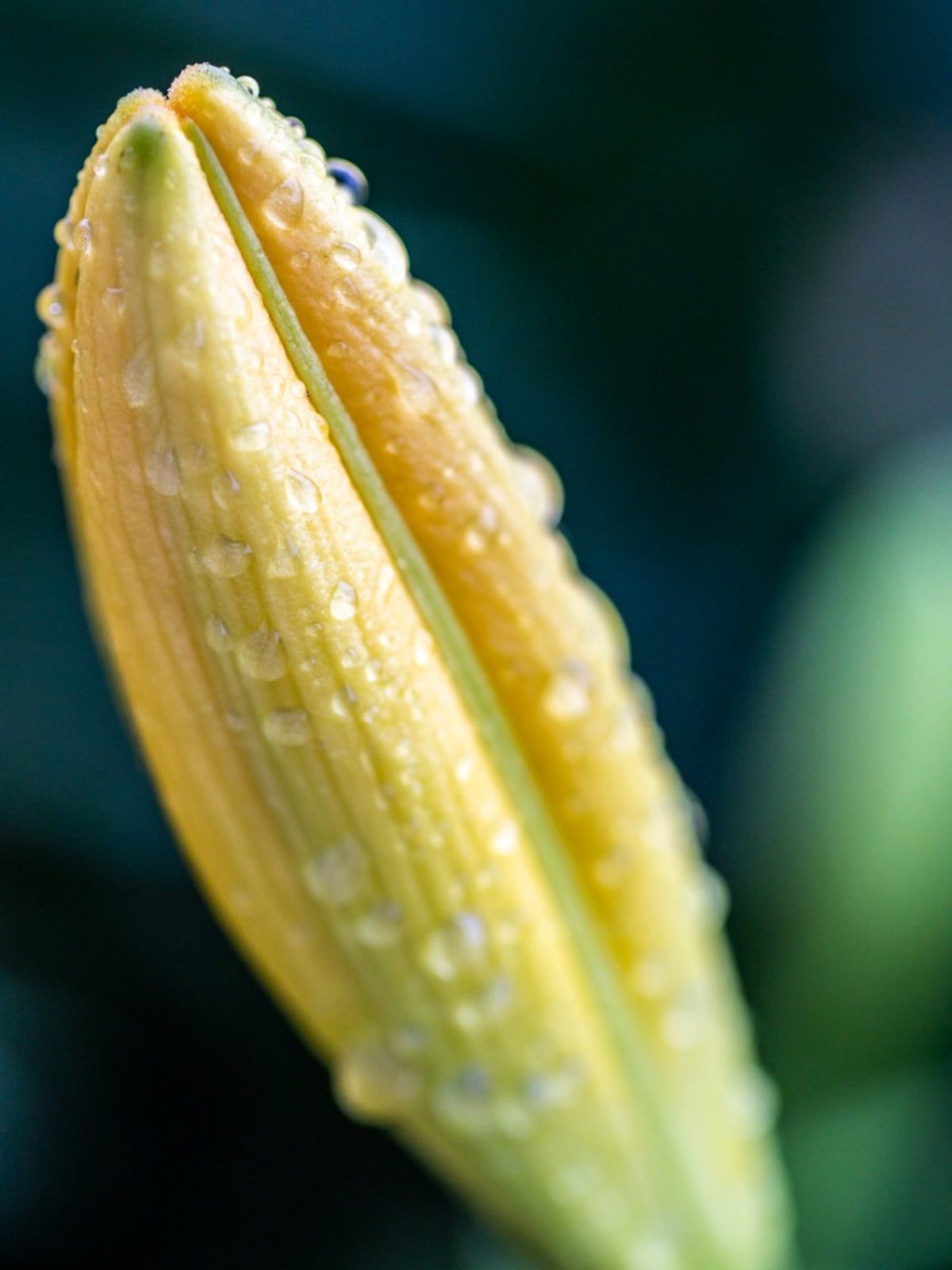 Bud Blast In A Yellow Flowering Plant