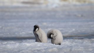 Two emperor penguin chicks groom themselves in melting ice.