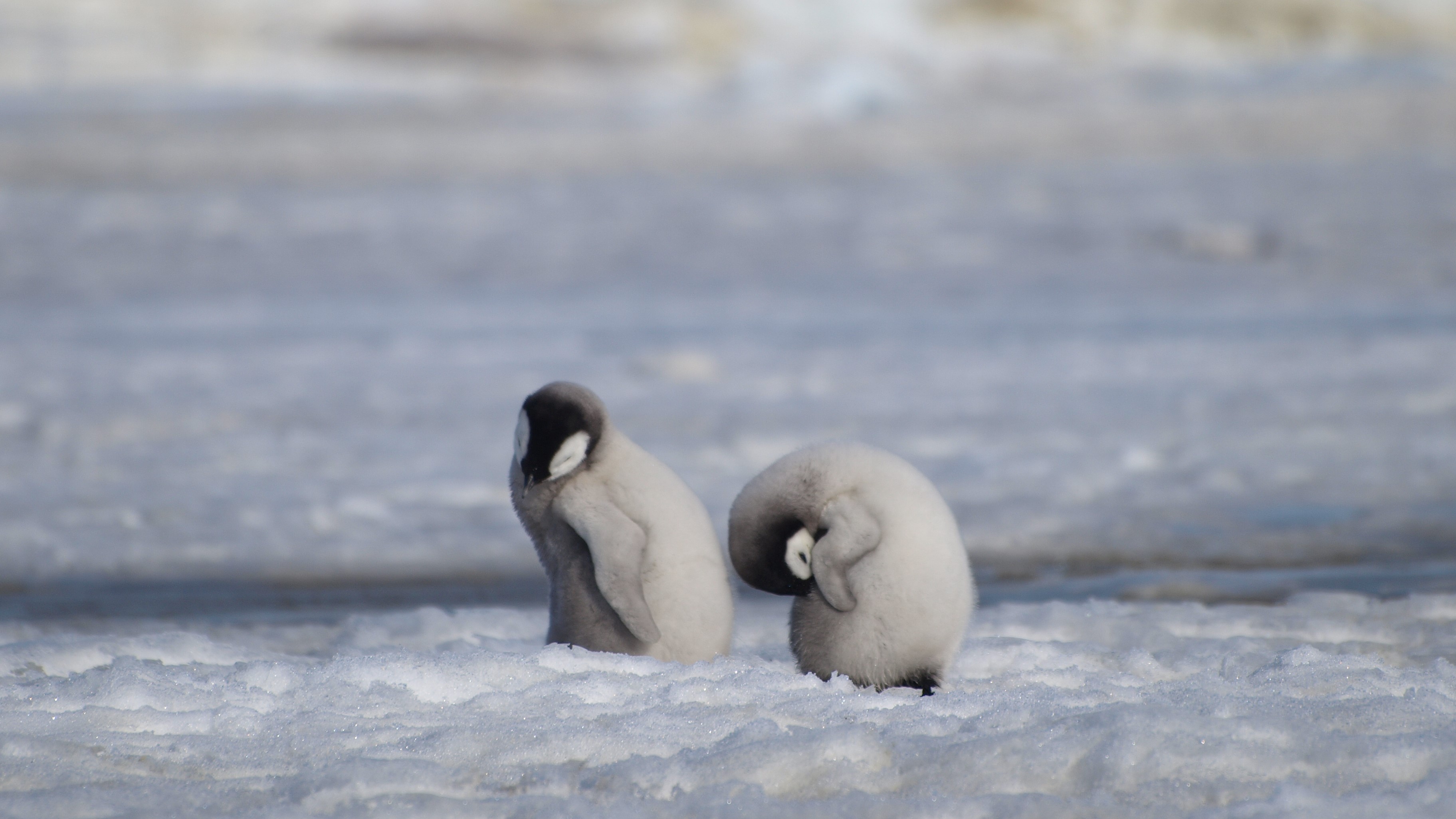 Two emperor penguin chicks groom themselves in melting ice.