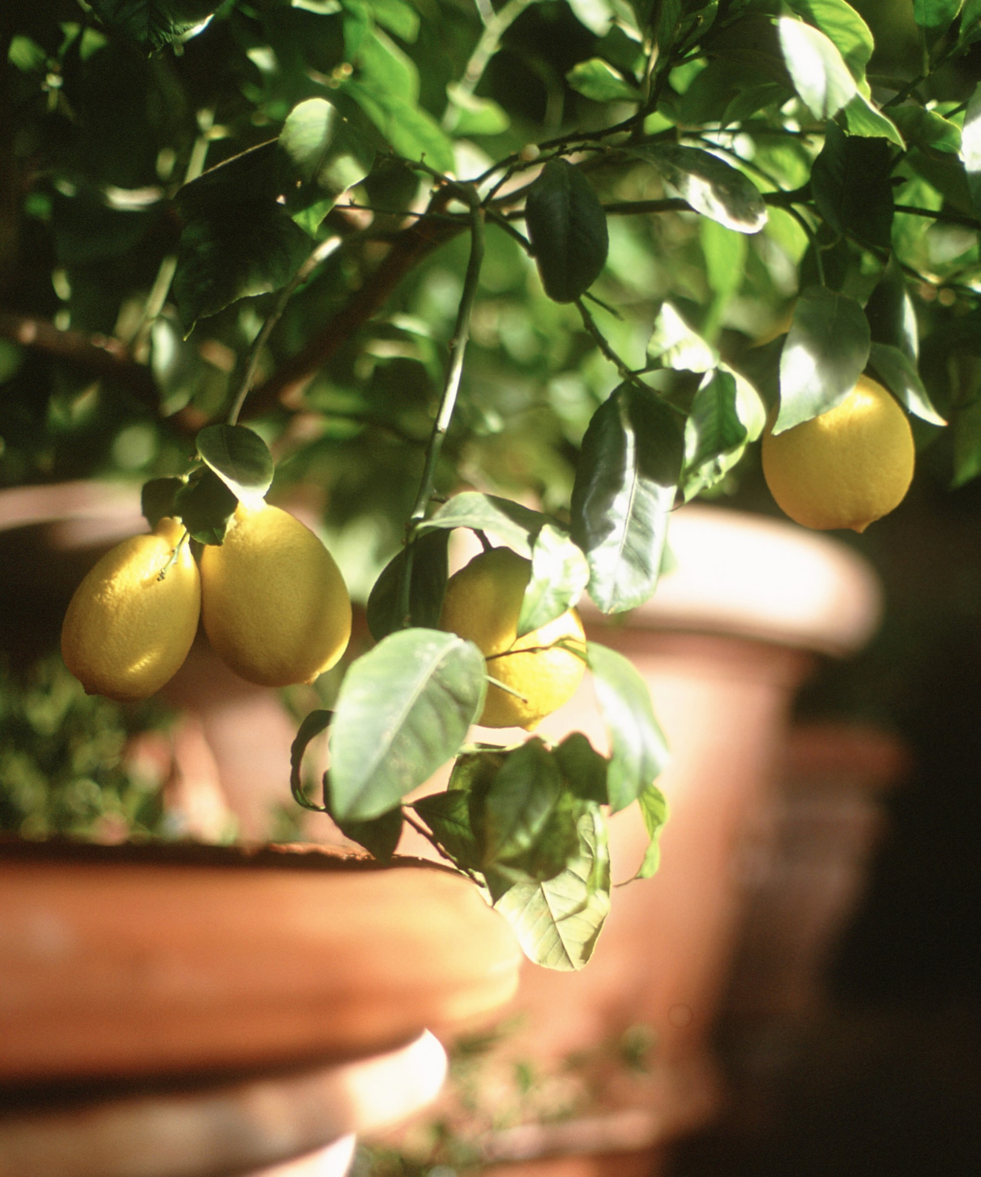 Lemon trees growing in terracotta pots