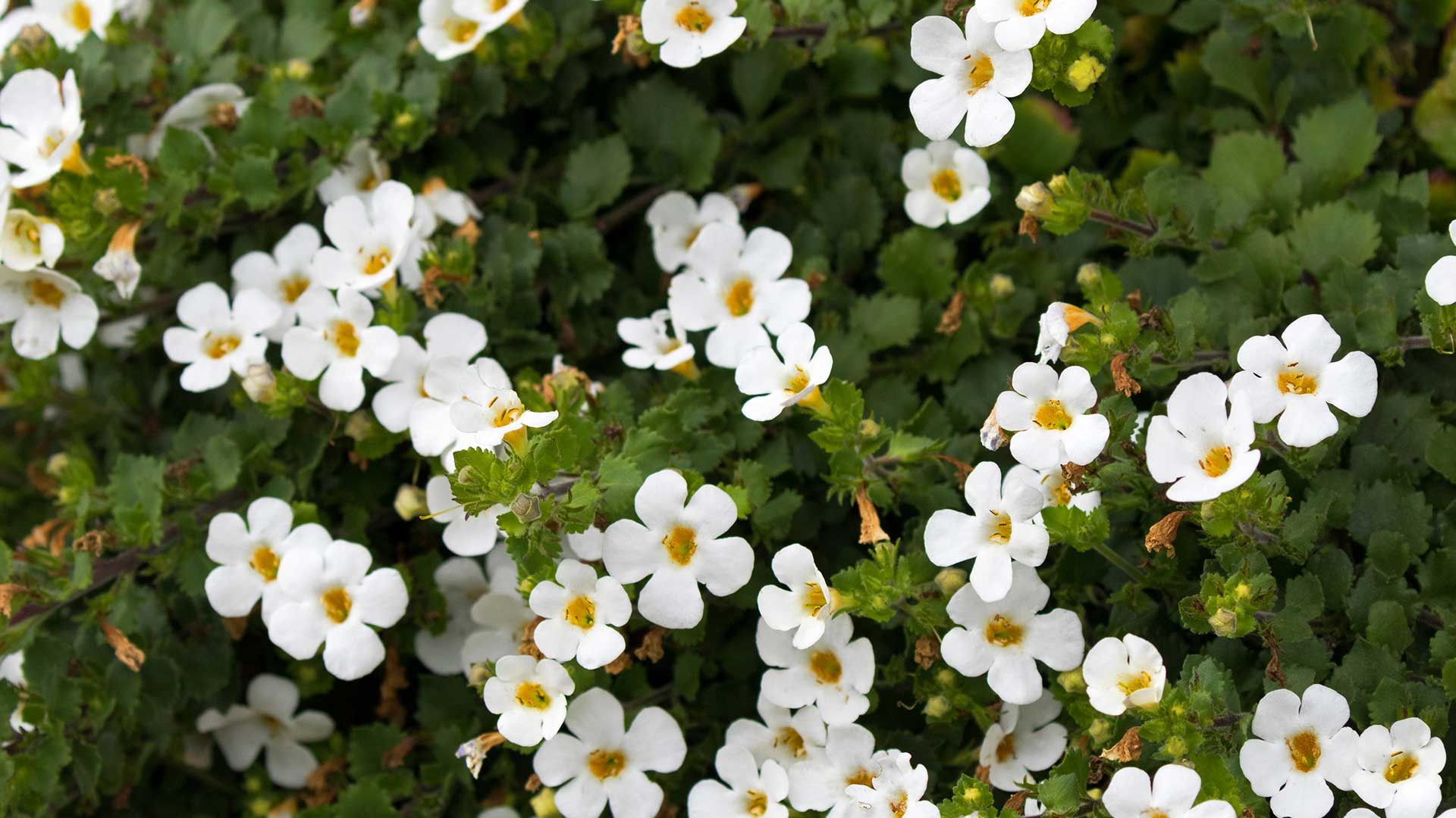white bacopa flowers