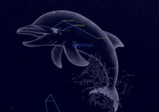 Delphinus, the Dolphin, is a sea creature constellation with some strangely named stars making up its central star pattern. The constellation is visible in the August night sky.