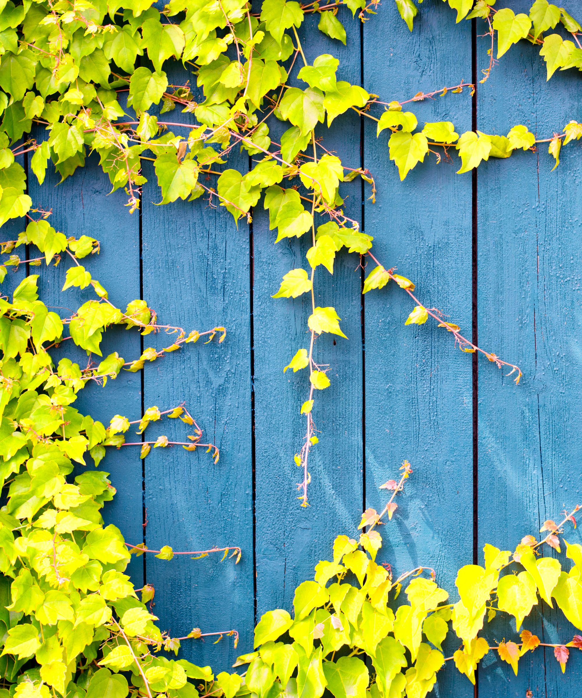 Ivy climbing a light blue fence