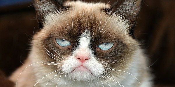 The Trailer For Aubrey Plaza’s Grumpy Cat Is Self-Aware, Sarcastic and ...