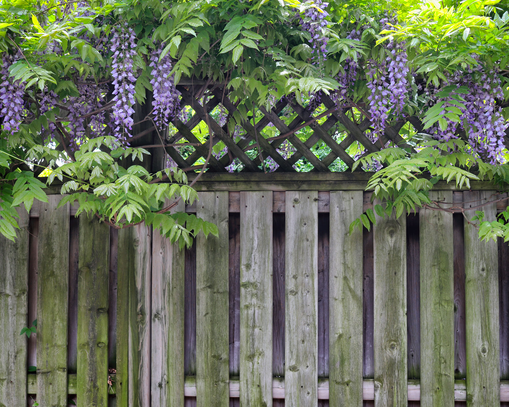 wooden fence with trellis topper, covered in wisteria flowers and leaves