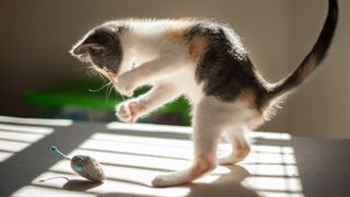 Kitten pouncing on a mouse toy