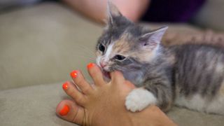 A kitten biting a person's foot