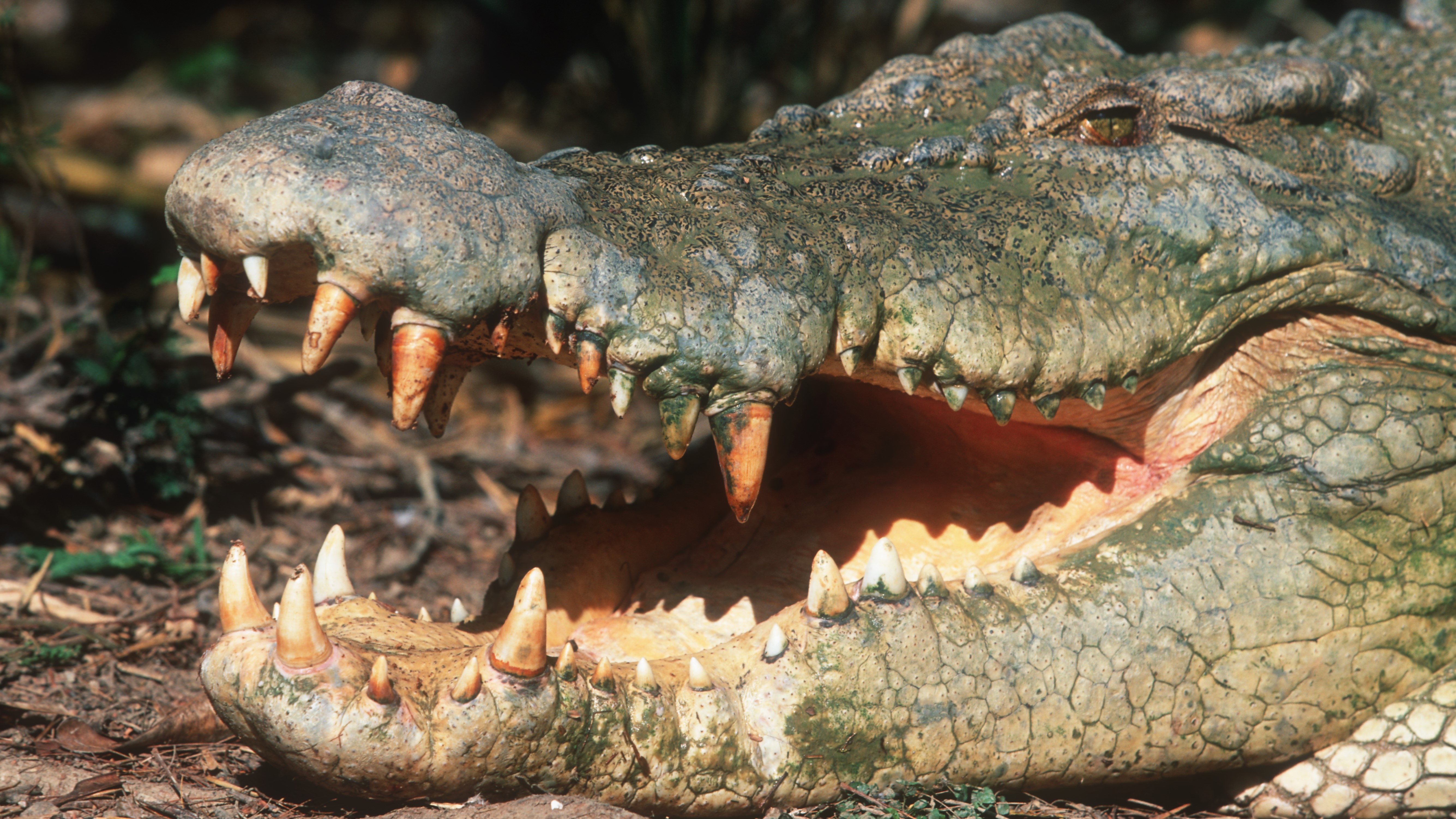  'If you can bench press a car, you are good to go': Inside the incredible bite-force of crocodiles 