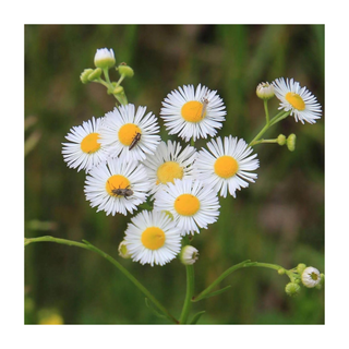 A bunch of white fleabane flowers