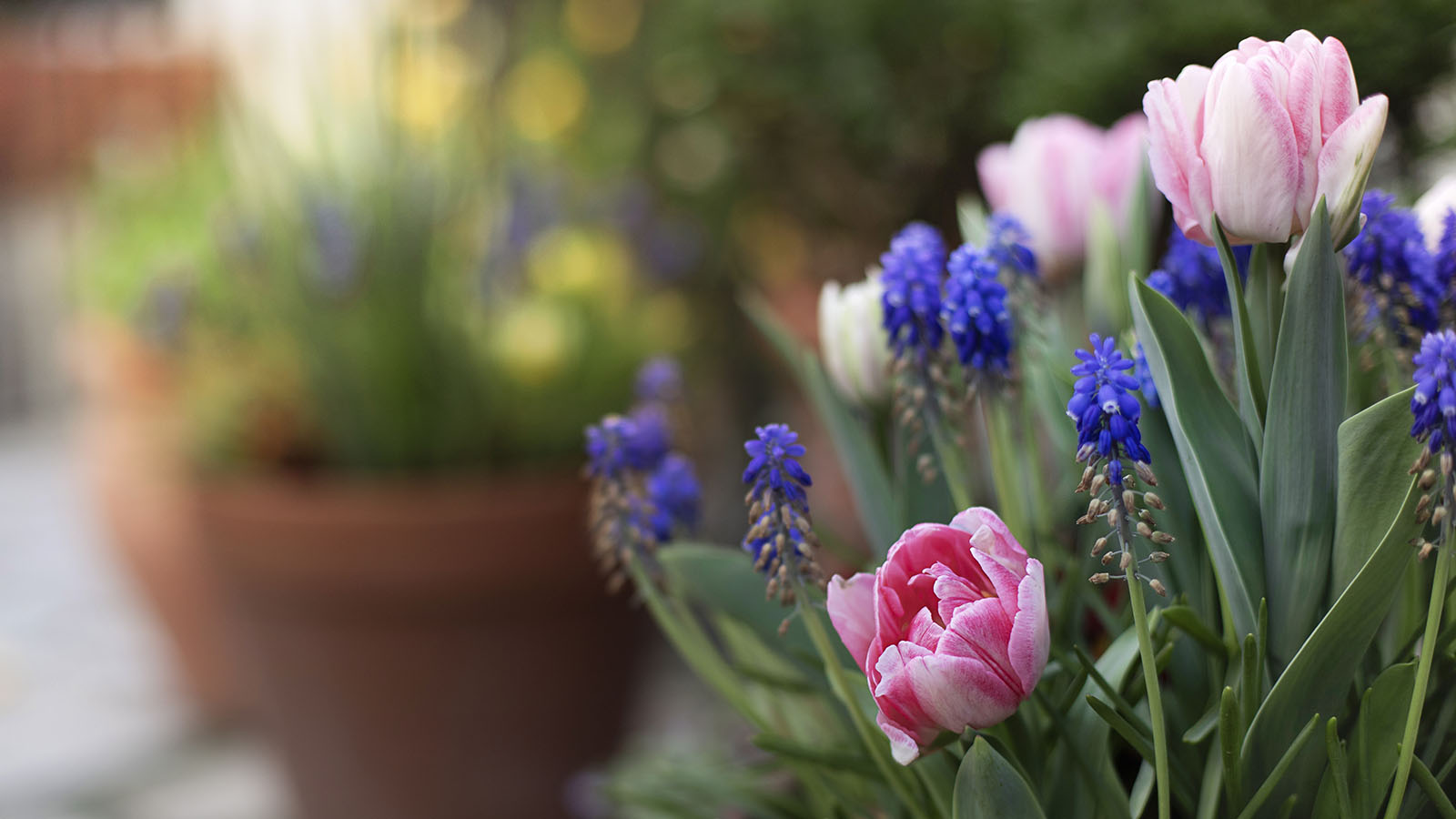 Spring bulbs trifle in soft sunlight. Stock image with copy space