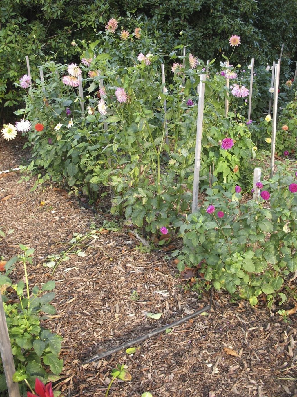Dahlia Support Ideas What Are The Best Ways To Stake Dahlias