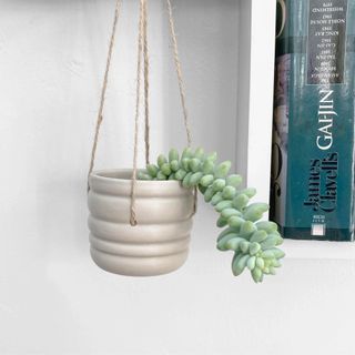 burro's tail succulent displayed on a hanging pot